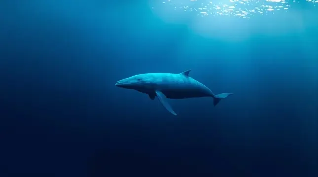 深海回声